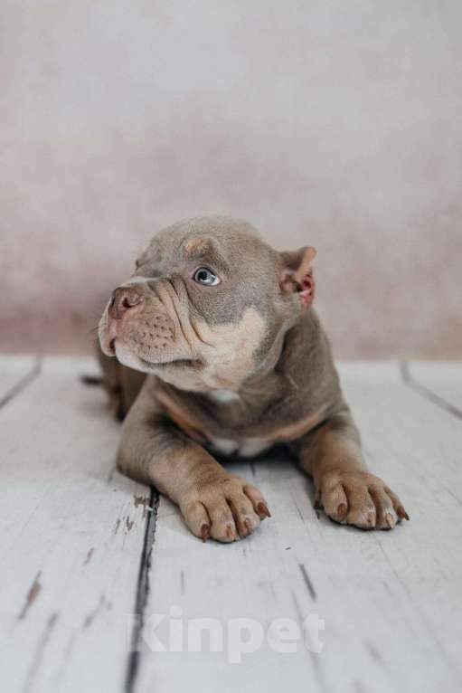 Собаки в Иркутске: Американский булли Мальчик, 120 000 руб. - фото 3