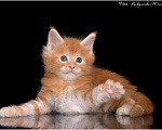 Кошки в Краснодаре: Котята Мейн-кун Мальчик, 45 000 руб. - фото 3