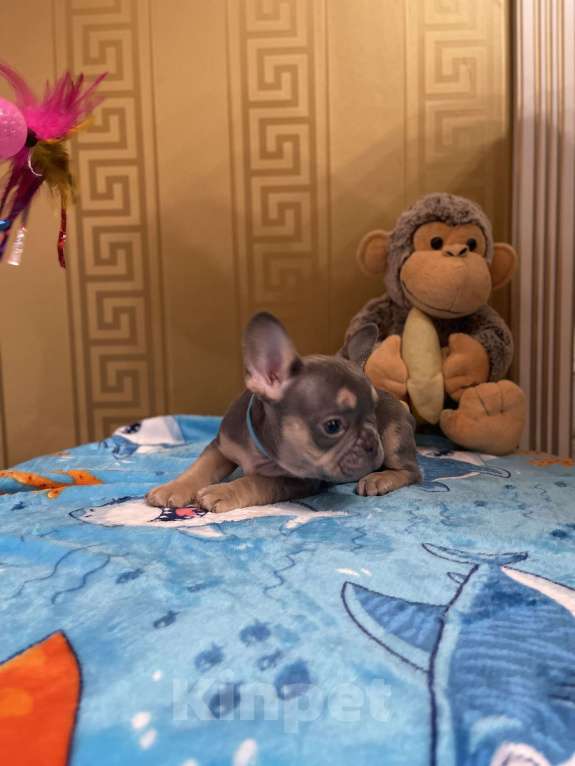 Собаки в других городах Московской области: Французский бульдог щенок мальчик Мальчик, 50 000 руб. - фото 2