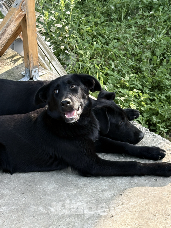 Собаки в других городах Краснодарского края: Уникальный щенок «ризеновчарик» девочка Эми Девочка, 1 000 руб. - фото 5