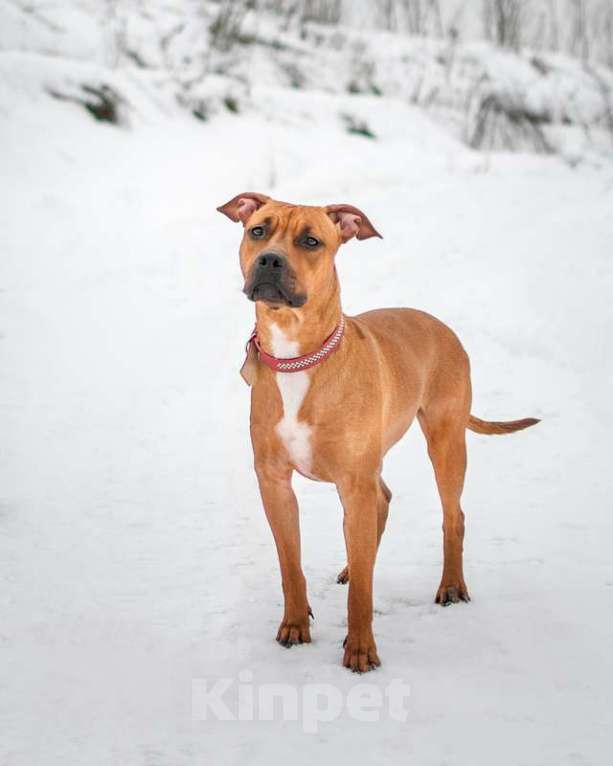 Собаки в Москве: Молодой американский стаффордширский терьер Милли в добрые руки Девочка, Бесплатно - фото 4