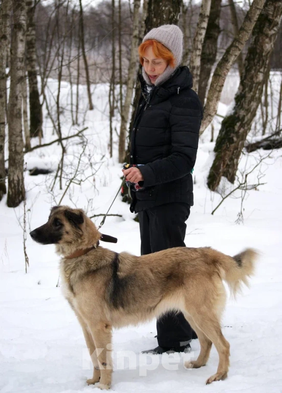 Собаки в Москве: Лиска в поисках любящей семьи  Девочка, Бесплатно - фото 6