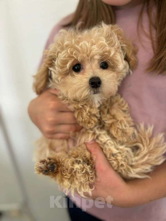 Собаки в Москве: Кукольный мальчик Мальтипу мини Мальчик, 150 000 руб. - фото 2