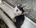 Кошки в Новочеркасске: Ищет дом котенок😍 Девочка, Бесплатно - фото 2