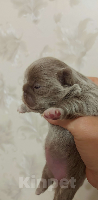 Собаки в Новосибирске: Фантастическая длинношерстная красавица! Девочка, Бесплатно - фото 2