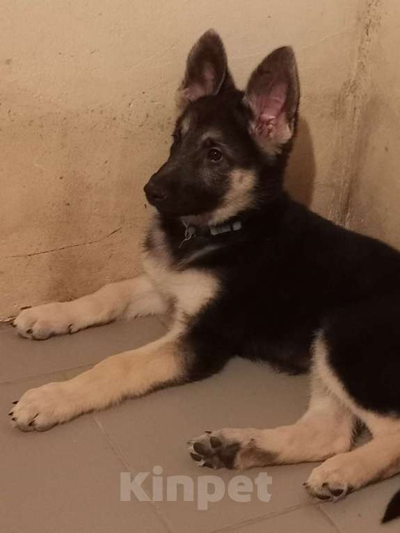 Собаки в Смоленске: Щенки ВЕО Девочка, 15 000 руб. - фото 1