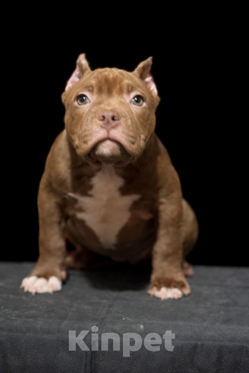 Собаки в Санкт-Петербурге: американский булли Девочка, Бесплатно - фото 5