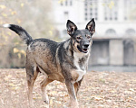 Собаки в Москве: Гера - подруга, на которую можно положиться! Девочка, Бесплатно - фото 7