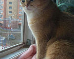 Кошки в Чебоксарах: Британский кот на вязку, 1 руб. - фото 7