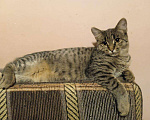 Кошки в Туле: Очаровательный котик Василий, Бесплатно - фото 3