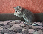 Кошки в Андреаполе: Экзотические котята, 10 000 руб. - фото 10