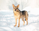 Собаки в Ногинске: Мудрая Рейна, метис овчарки, ждет хозяина Девочка, 10 руб. - фото 5