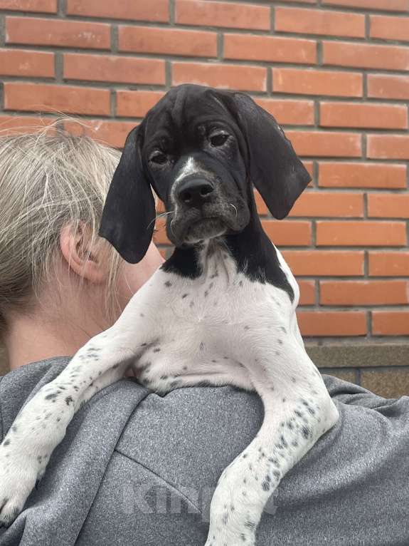 Собаки в Новосибирске: С-Джокер Мальчик, 50 000 руб. - фото 6