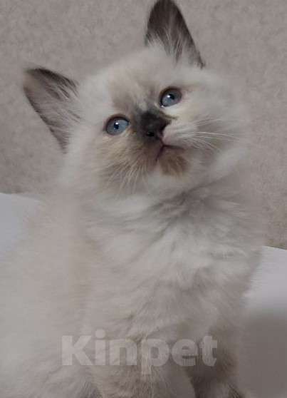 Кошки в Сергиеве Посаде: Котенок породы Невская Маскарадная Девочка, Бесплатно - фото 1