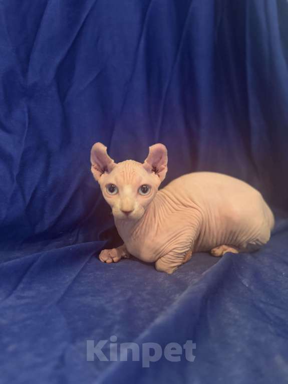 Кошки в Москве: Сфинкс эльф Мальчик, 25 000 руб. - фото 4