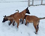 Собаки в Пятигорске: Бельгийская овчарка Малинуа Разнополые, 20 000 руб. - фото 8