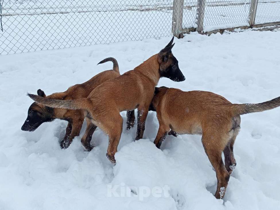 Собаки в Пятигорске: Бельгийская овчарка Малинуа Разнополые, 20 000 руб. - фото 8