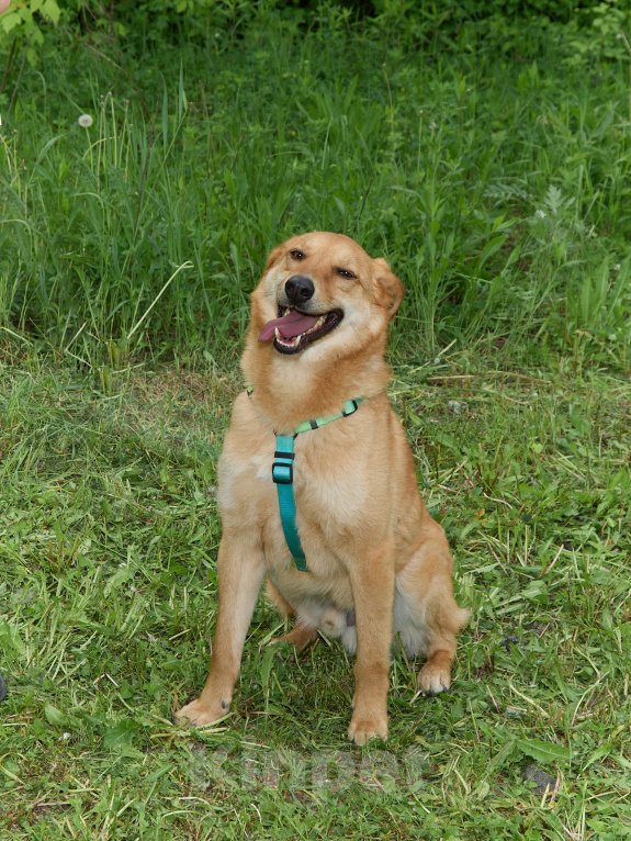 Собаки в Москве: Продолжает верить, несмотря ни на что Мальчик, Бесплатно - фото 2