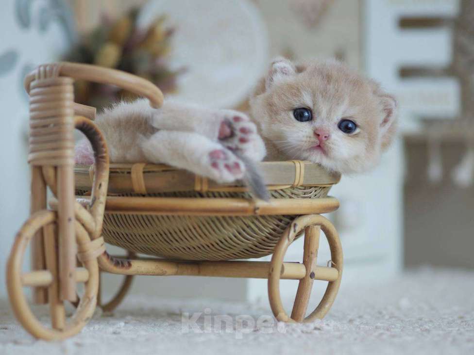 Кошки в Москве: Британский мальчик Финист Мальчик, 150 000 руб. - фото 7