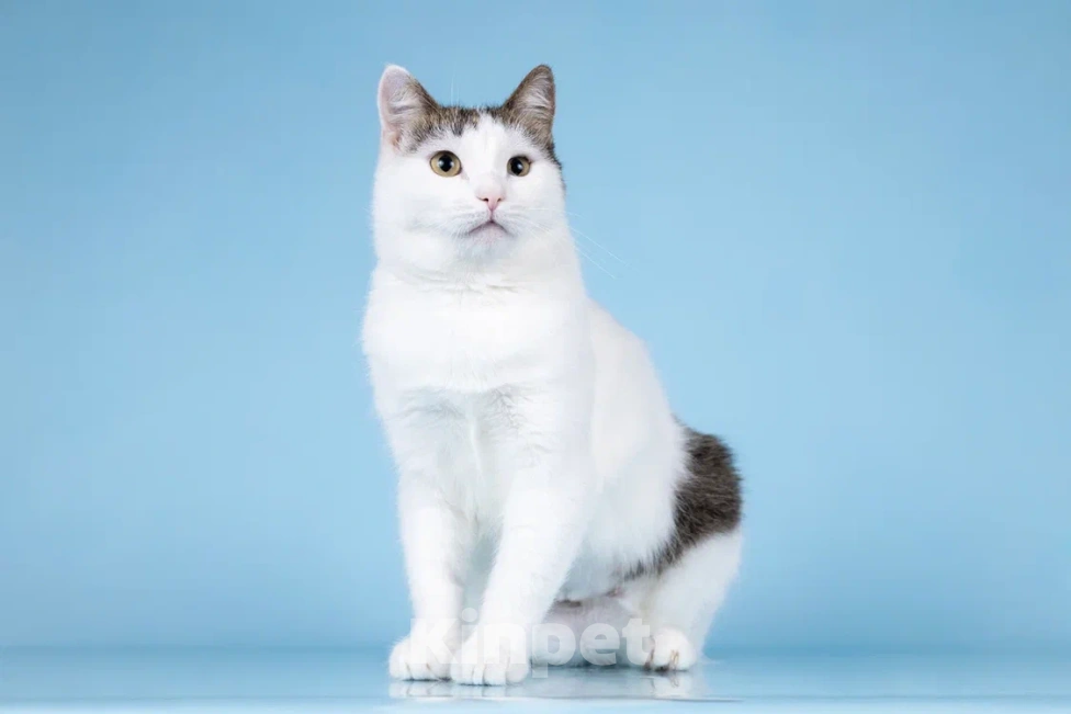 Кошки в Москве: Ласковая Эйва в добрые руки Девочка, Бесплатно - фото 7