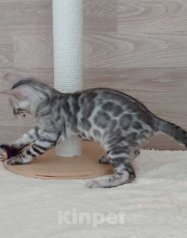 Кошки в Москве: Бенгальские котята  Мальчик, 55 000 руб. - фото 8