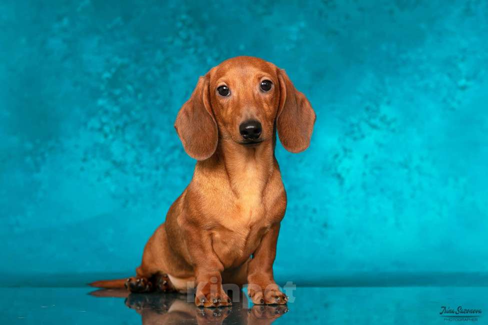 Собаки в Королеве: Такса взрослый пес Мальчик, 30 000 руб. - фото 4