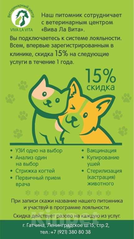 Собаки в Санкт-Петербурге: Бетховен бело шоколадный длинношерстный чихуахуа Мальчик, 60 000 руб. - фото 10