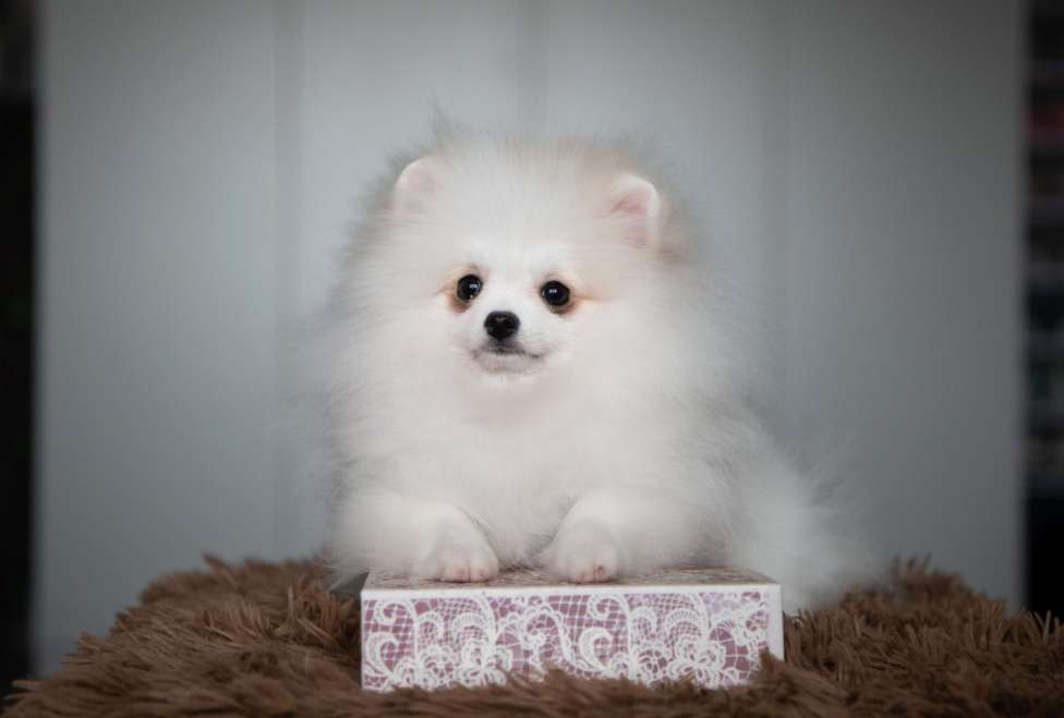 Собаки в Челябинске: Померанский шпиц девочка Девочка, Бесплатно - фото 4