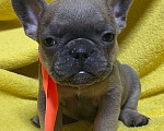 Собаки в Нижнем Новгороде: 6 щенков французского бульдога Мальчик, 30 000 руб. - фото 3