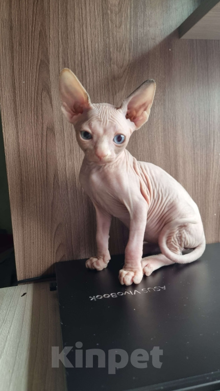 Кошки в Ростове-на-Дону: Канадский сфинкс котенок  Девочка, 30 000 руб. - фото 2