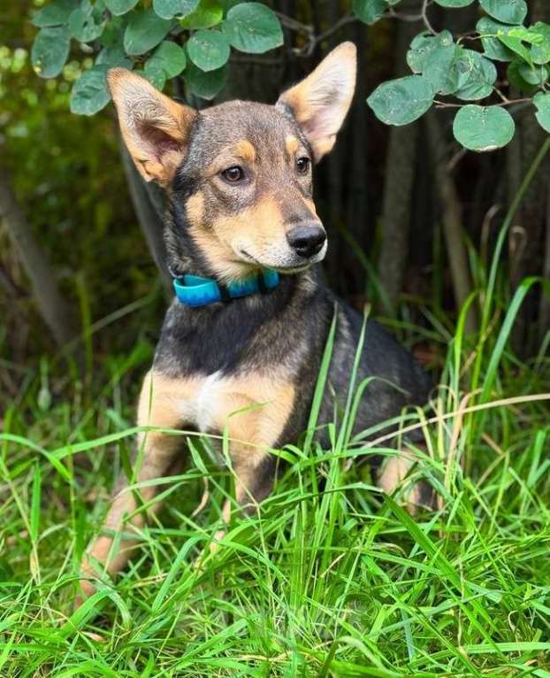 Собаки в Москве: Маленькая принцесса Рита с умными глазами в поисках своего дома Девочка, 1 руб. - фото 6
