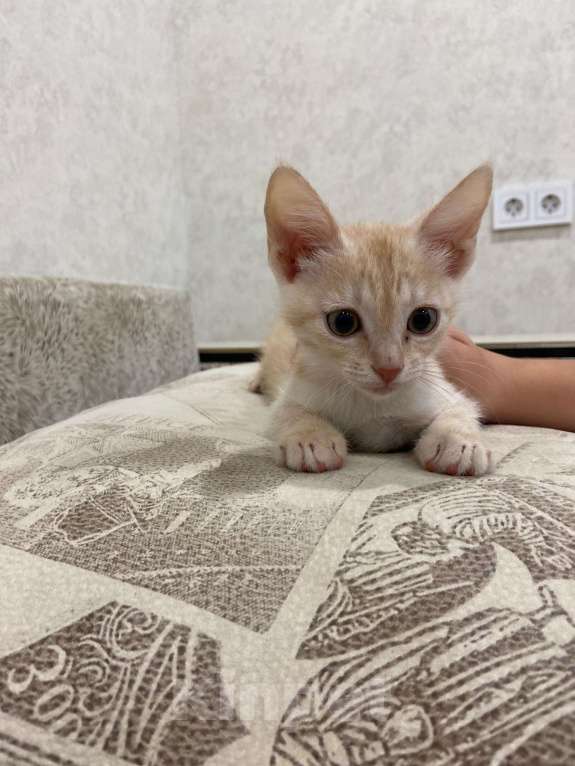 Кошки в Тамбове: Рыжий  Мальчик, Бесплатно - фото 2