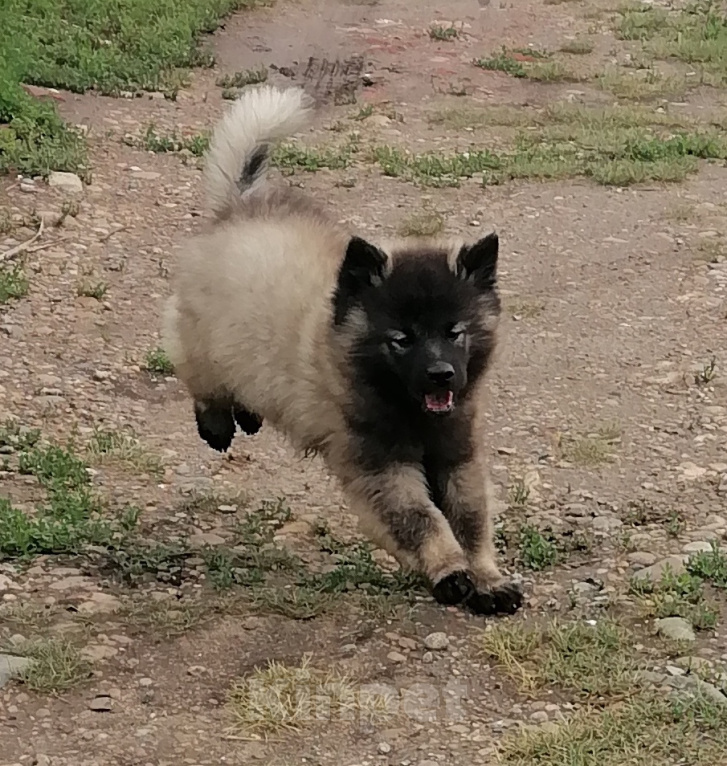 Собаки в Перми: Щенки кеесхонда Девочка, 40 000 руб. - фото 2