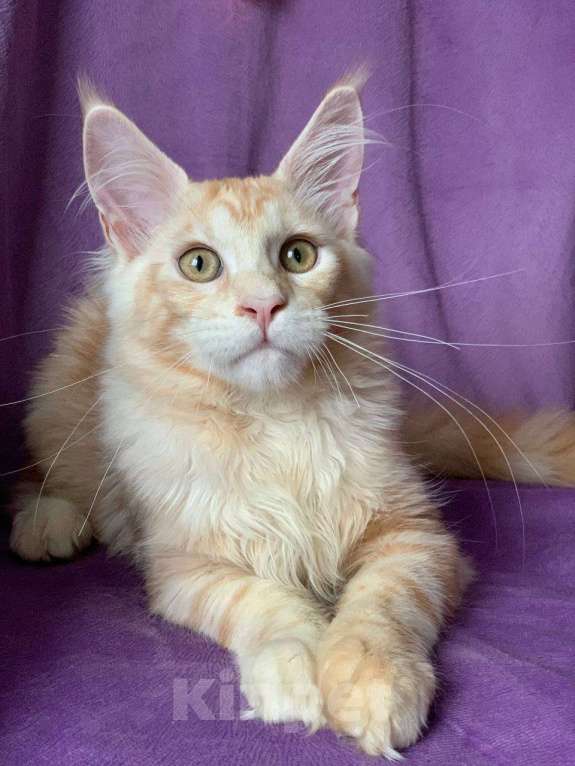 Кошки в Челябинске: КОТЕНОК МЕЙН-КУН  Мальчик, Бесплатно - фото 6