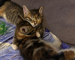 Кошки в других городах Московской области: Котенок/котята в добрые руки Девочка, Бесплатно - фото 2