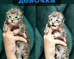 Кошки в Санкт-Петербурге: Шикарные котята мейн-кун открыт резерв  Мальчик, 25 000 руб. - фото 6