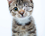 Кошки в Солнечногорске: Котенок ,2 мес в добрые руки Мальчик, Бесплатно - фото 1