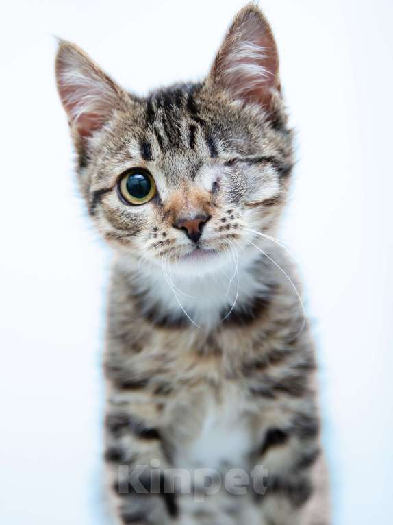 Кошки в Солнечногорске: Котенок ,2 мес в добрые руки Мальчик, Бесплатно - фото 1