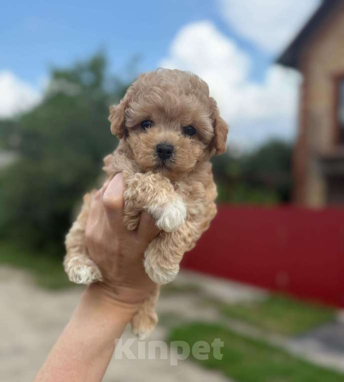 Собаки в Котельнике: Мальтипу девочка Девочка, 180 000 руб. - фото 3