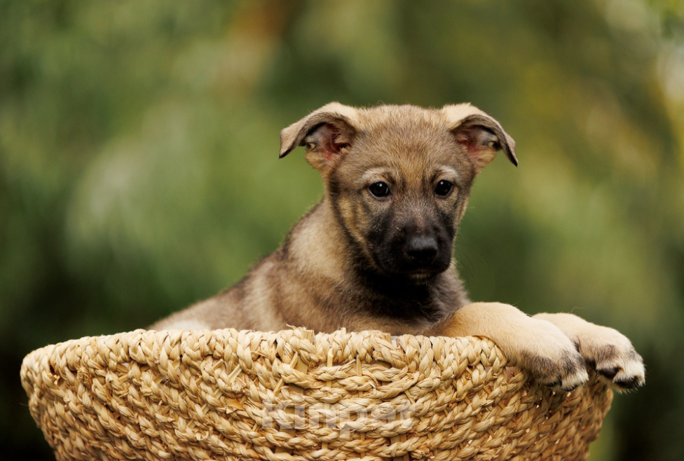 Собаки в Бронницах: Письмо от щенка Девочка, Бесплатно - фото 7