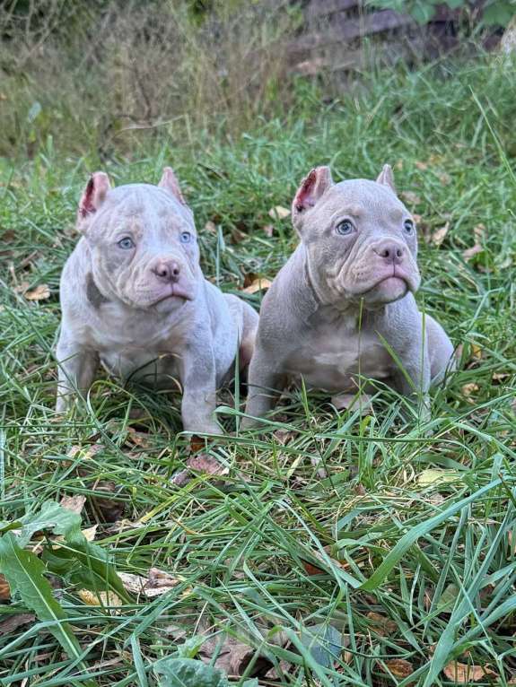 Собаки в Жуковском: Американский булли щенки покет Девочка, 90 000 руб. - фото 6