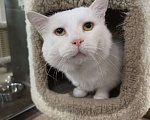 Кошки в Москве: Самый ласковый кот в добрые руки Мальчик, Бесплатно - фото 1