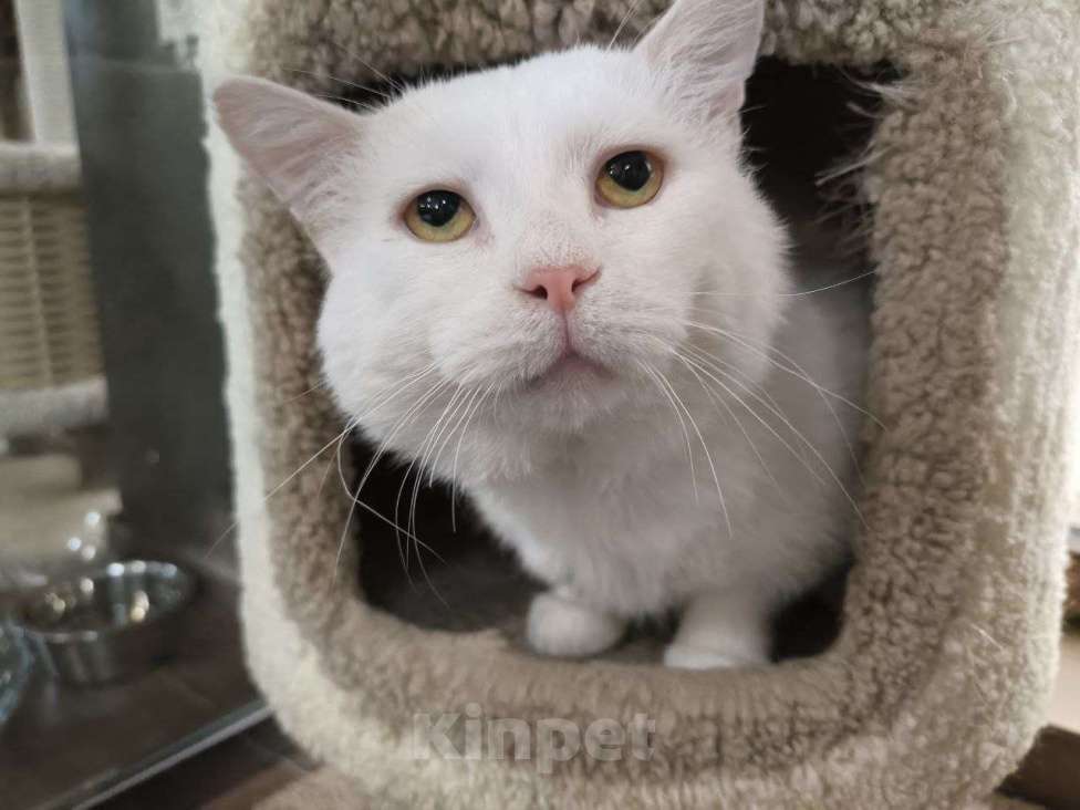 Кошки в Москве: Самый ласковый кот в добрые руки Мальчик, Бесплатно - фото 1