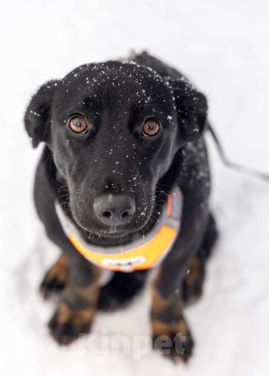 Собаки в Москве: Боня коротколапик ищет дом Девочка, Бесплатно - фото 5