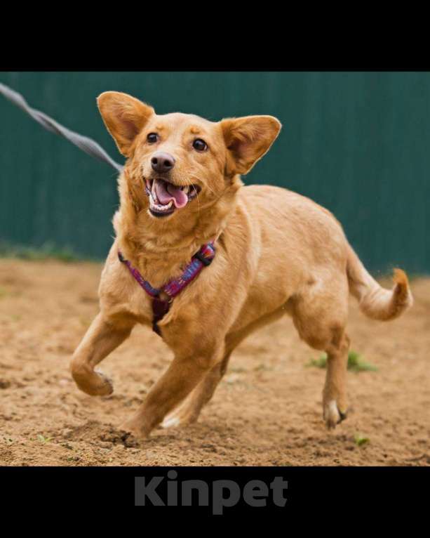 Собаки в других городах Московской области: Малышка Зизи ищет семью Девочка, Бесплатно - фото 3