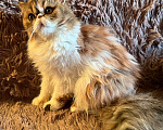 Кошки в Чите: Персидская кошечка Девочка, 10 000 руб. - фото 4