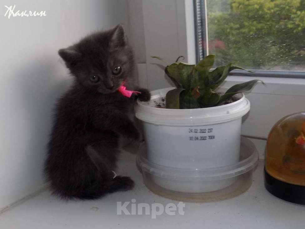 Кошки в Москве: Котята породы Шартрез Девочка, 10 000 руб. - фото 2