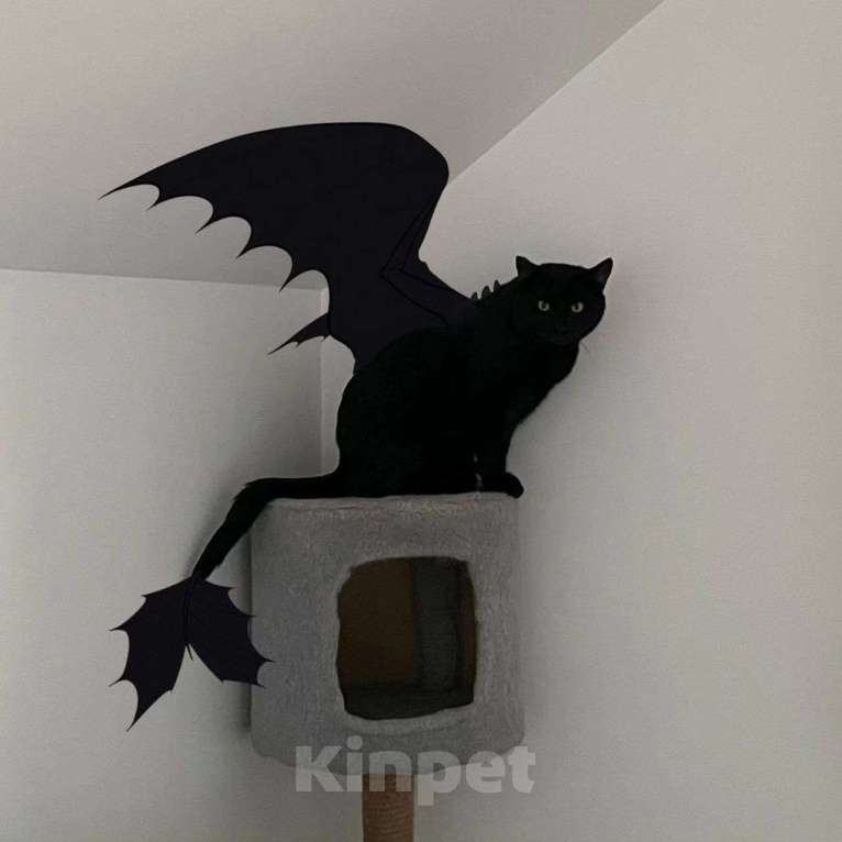 Кошки в Москве: Черный котик Томми Мальчик, Бесплатно - фото 3