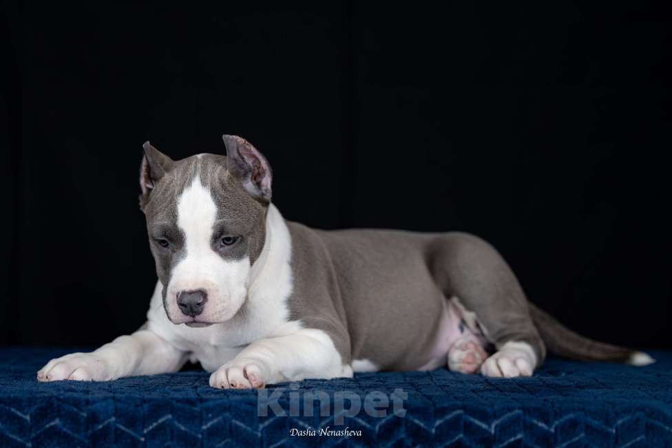 Собаки в Москве: Щенки американского стаффордширтерьера Девочка, 80 000 руб. - фото 3