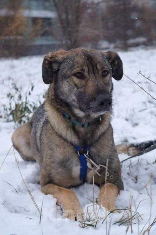 Собаки в Москве: Мёрфи Девочка, Бесплатно - фото 1